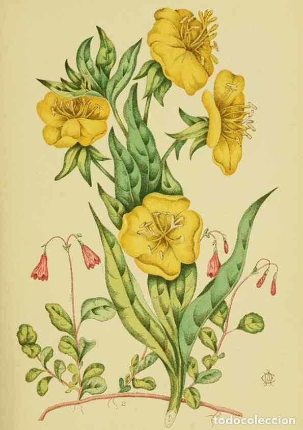 Colecionismo de Revistas e Jornais: Reproducci&oacute;n/Reproduction 46766245781: Studies of plant life in Canada;. Ottawa,A.S. Woodburn,1885..