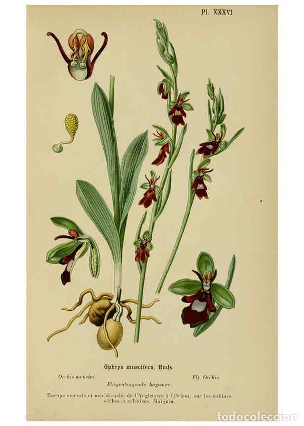 Colecionismo de Revistas e Jornais: Reproducci&oacute;n/Reproduction 6011905067: Album des orchid&eacute;es de l'Europe centrale et septentrionale Gen