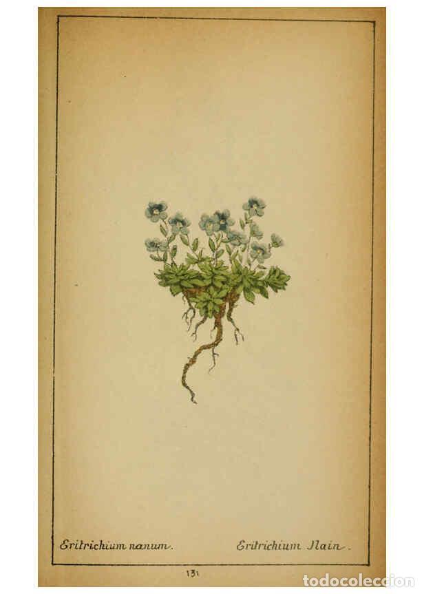 Collezionismo di Riviste e Giornali: Reproducci&oacute;n/Reproduction 6031677237: Choix de plantes de l'Europe centrale et particuli&egrave;rement de l