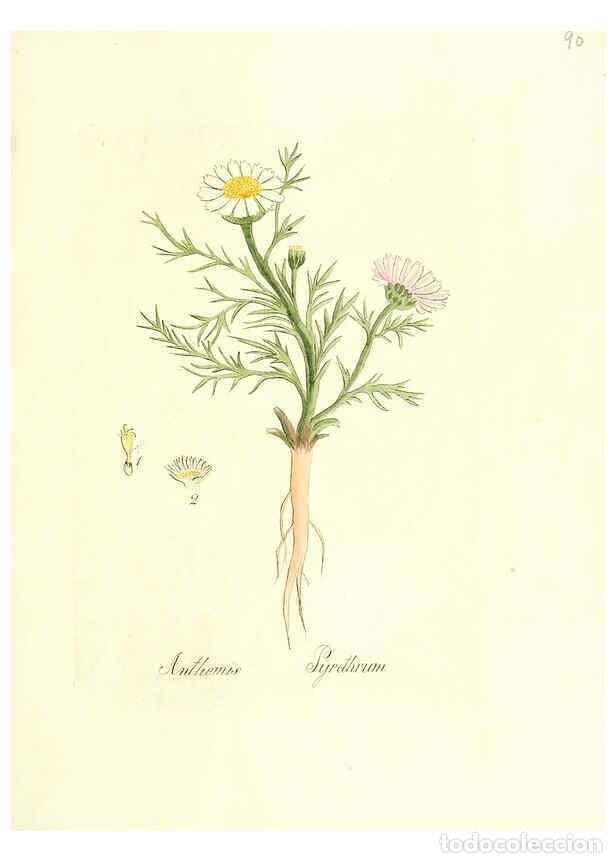 Colecionismo de Revistas e Jornais: Reproducci&oacute;n/Reproduction 6031988957: Flora medica, oder, Abbildung der wichtigsten officinellen Pfl