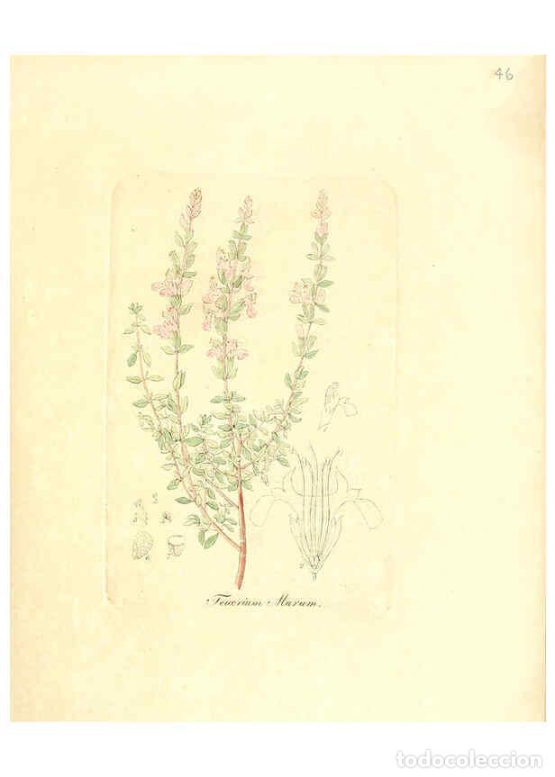 Colecionismo de Revistas e Jornais: Reproducci&oacute;n/Reproduction 6031977743: Flora medica, oder, Abbildung der wichtigsten officinellen Pfl