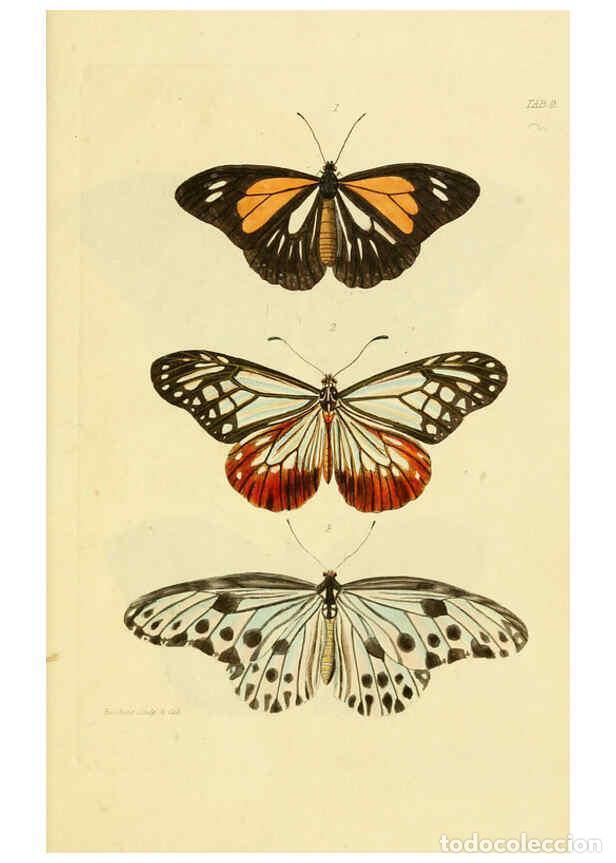 Coleccionismo de Revistas y Peri&oacute;dicos: Reproducci&oacute;n/Reproduction 6032363386: Descriptions and figures of some new lepidopterous insects, ch