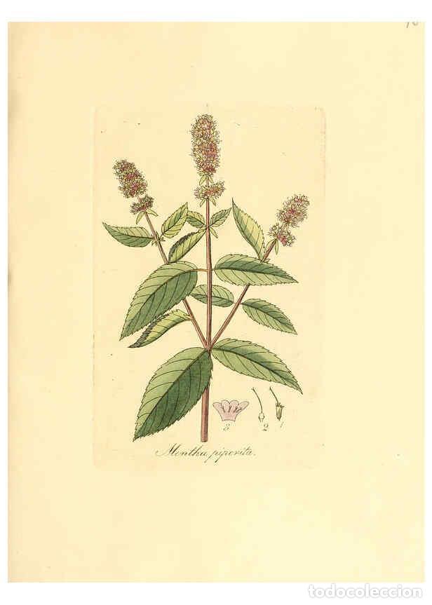 Coleccionismo de Revistas y Peri&oacute;dicos: Reproducci&oacute;n/Reproduction 6032549730: Flora medica, oder, Abbildung der wichtigsten officinellen Pfl