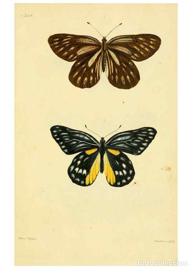 Coleccionismo de Revistas y Peri&oacute;dicos: Reproducci&oacute;n/Reproduction 6031804247: Descriptions and figures of some new lepidopterous insects, ch