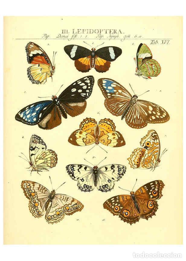 Sammeln von Zeitschriften und Zeitungen: Reproducci&oacute;n/Reproduction 6032390720: Dr. Sulzers Abgek&uuml;rtze Geschichte der Insecten Winterthur :Bey