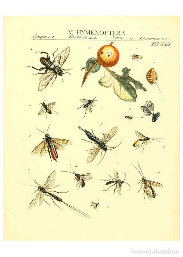 Sammeln von Zeitschriften und Zeitungen: Reproducci&oacute;n/Reproduction 6032393336: Dr. Sulzers Abgek&uuml;rtze Geschichte der Insecten Winterthur :Bey