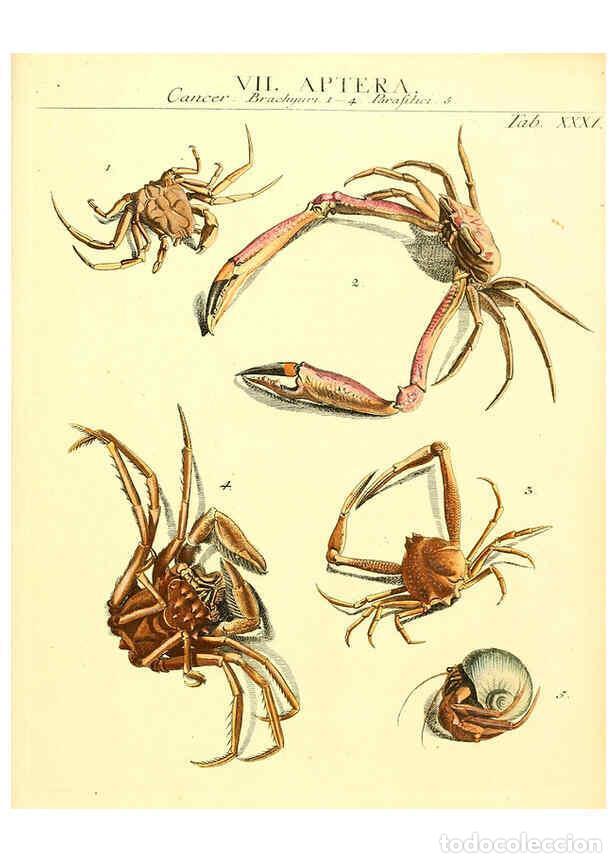 Sammeln von Zeitschriften und Zeitungen: Reproducci&oacute;n/Reproduction 6031834899: Dr. Sulzers Abgek&uuml;rtze Geschichte der Insecten Winterthur :Bey