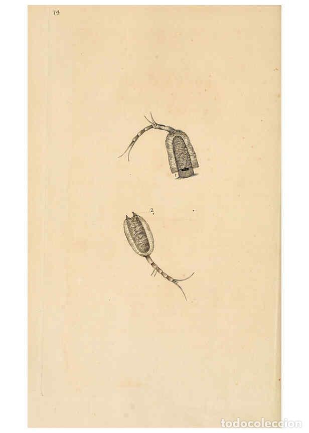 Collezionismo di Riviste e Giornali: Reproducci&oacute;n/Reproduction 6069987905: The natural history of British insects. v.1. London :Printed f