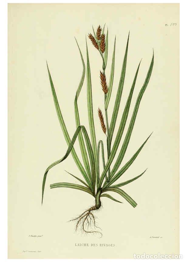 Collezionismo di Riviste e Giornali: Reproducci&oacute;n/Reproduction 6069977780: Nouvelle iconographie fourrag&egrave;re. Atlas. Paris :P. Asselin,187