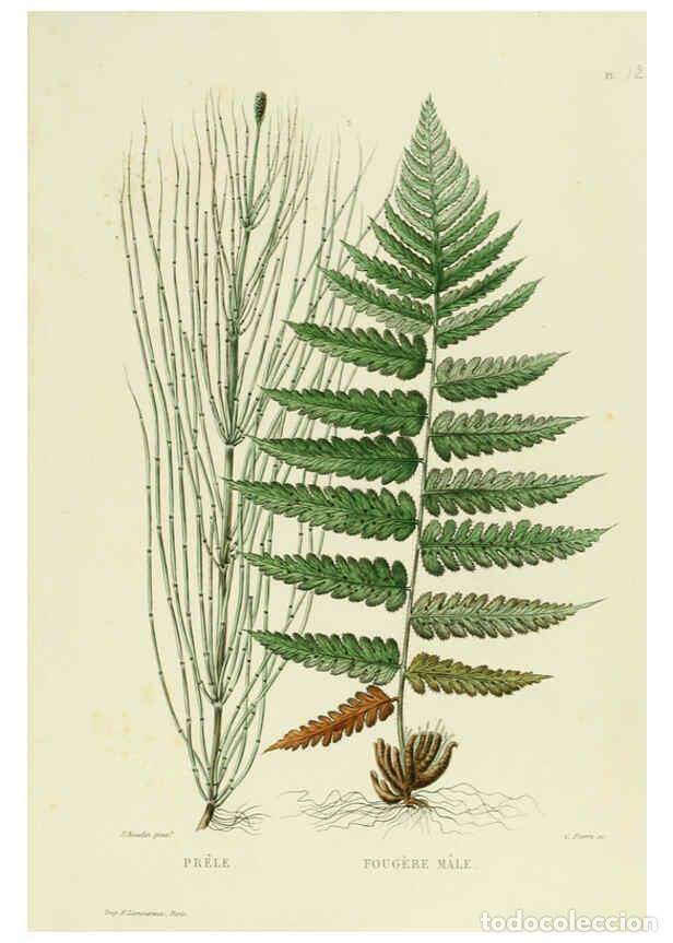 Collezionismo di Riviste e Giornali: Reproducci&oacute;n/Reproduction 6070011138: Nouvelle iconographie fourrag&egrave;re. Atlas. Paris :P. Asselin,187