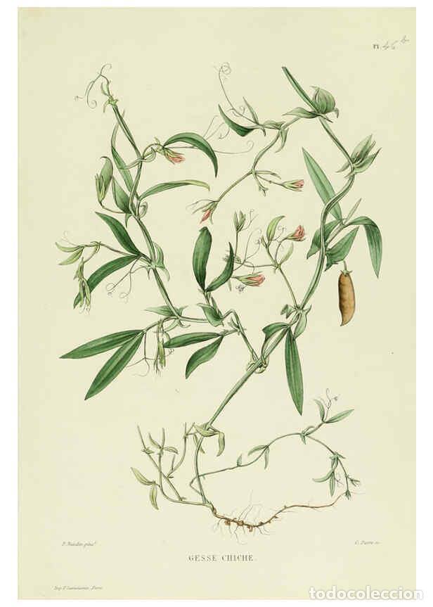 Collezionismo di Riviste e Giornali: Reproducci&oacute;n/Reproduction 6069407651: Nouvelle iconographie fourrag&egrave;re. Atlas. Paris :P. Asselin,187