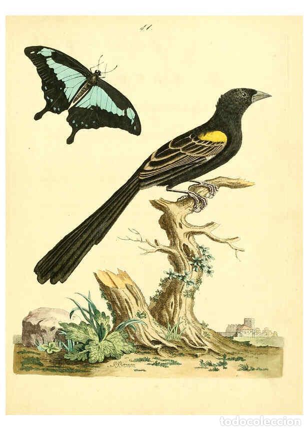 Collezionismo di Riviste e Giornali: Reproducci&oacute;n/Reproduction 6072742777: Nouvelles illustrations de zoologie A Londres :Imprim&eacute; pour B.