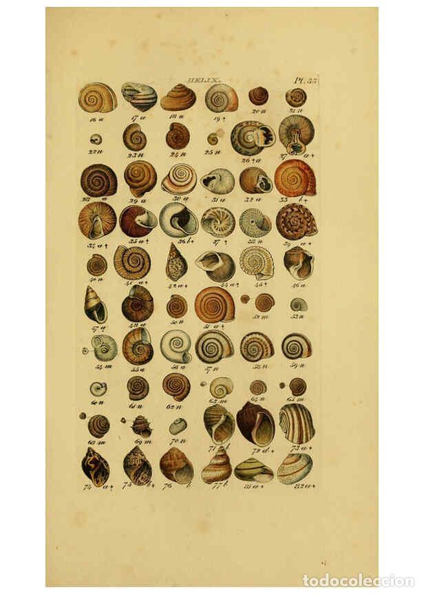 Collezionismo di Riviste e Giornali: Reproducci&oacute;n/Reproduction 6072686285: Index testaceologicus London,Willis and Sotheran,1856 - Willia