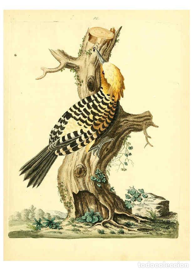 Coleccionismo de Revistas y Peri&oacute;dicos: Reproducci&oacute;n/Reproduction 6073284530: Nouvelles illustrations de zoologie A Londres :Imprim&eacute; pour B.