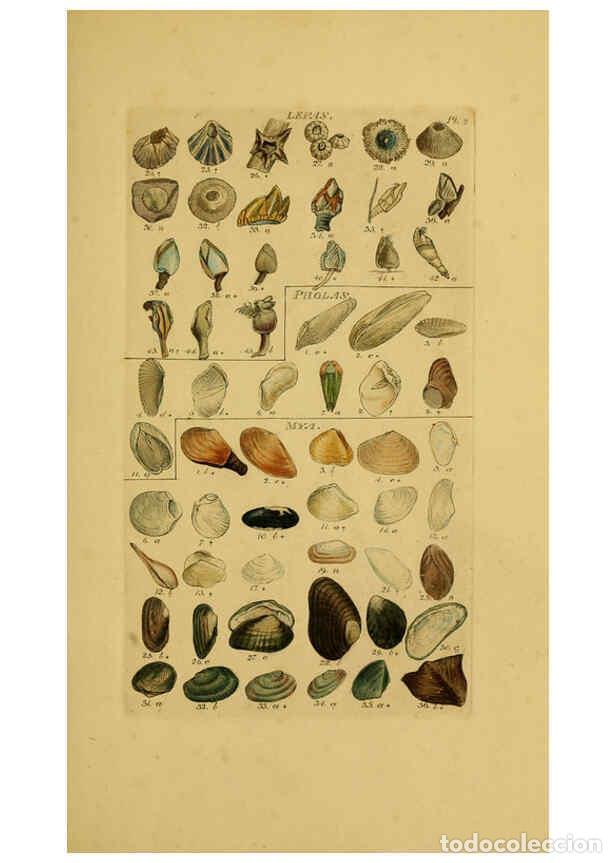 Coleccionismo de Revistas y Peri&oacute;dicos: Reproducci&oacute;n/Reproduction 6073218906: Index testaceologicus London,Willis and Sotheran,1856 - Willia