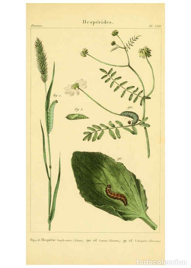 Coleccionismo de Revistas y Peri&oacute;dicos: Reproducci&oacute;n/Reproduction 6059169341: Iconographie et histoire naturelle des chenilles Paris :G. Bai