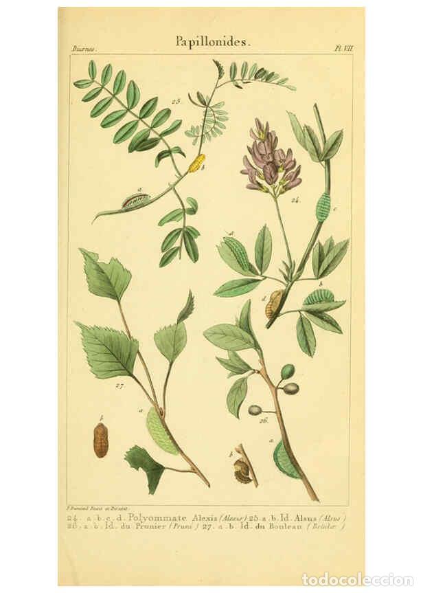 Coleccionismo de Revistas y Peri&oacute;dicos: Reproducci&oacute;n/Reproduction 6059709566: Iconographie et histoire naturelle des chenilles Paris :G. Bai