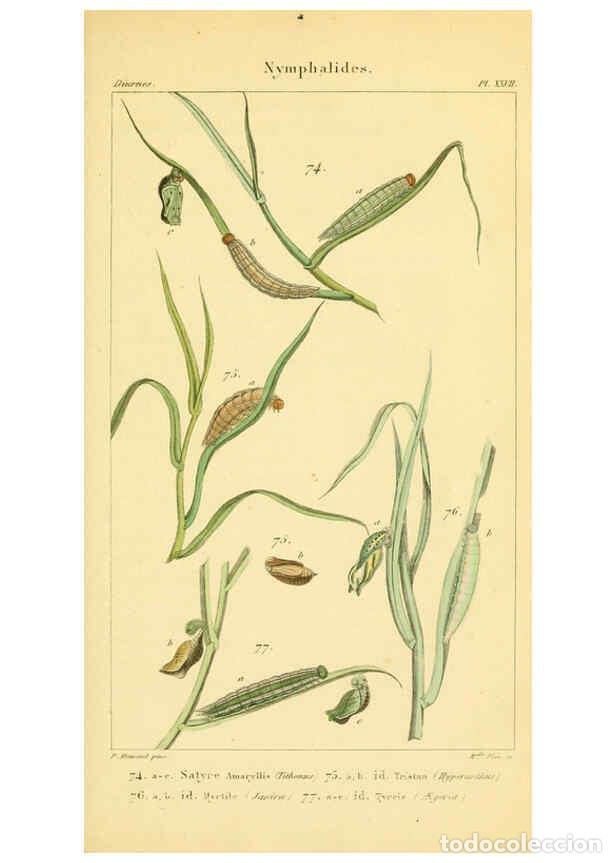 Coleccionismo de Revistas y Peri&oacute;dicos: Reproducci&oacute;n/Reproduction 6059715574: Iconographie et histoire naturelle des chenilles Paris :G. Bai