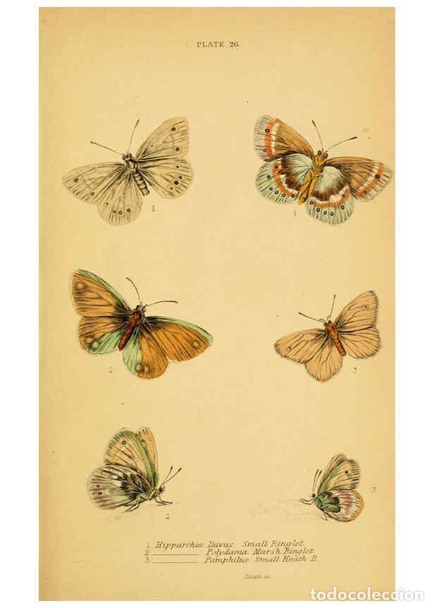 Coleccionismo de Revistas y Peri&oacute;dicos: Reproducci&oacute;n/Reproduction 6077219770: The natural history of British butterflies Dublin :S. Highley