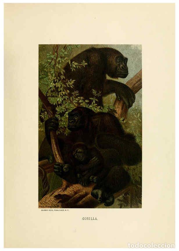 Coleccionismo de Revistas y Peri&oacute;dicos: Reproducci&oacute;n/Reproduction 6076973942: Our living world. v.1. New York :S. Hess,[1885] - John George