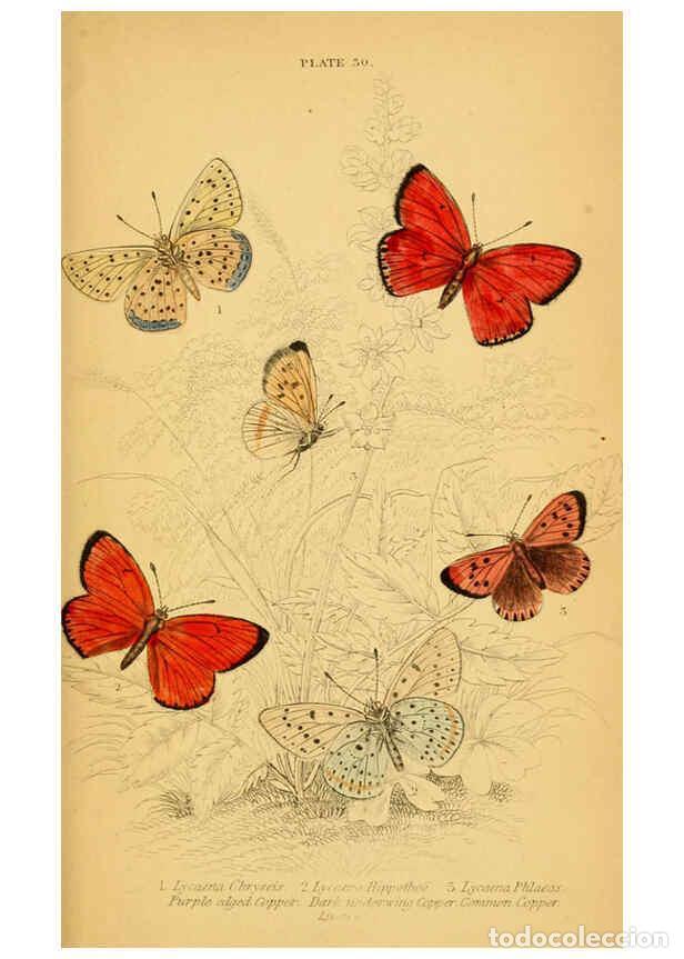 Coleccionismo de Revistas y Peri&oacute;dicos: Reproducci&oacute;n/Reproduction 6077220752: The natural history of British butterflies Dublin :S. Highley