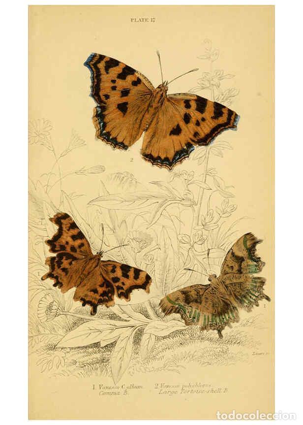 Collection Magazines and Newspapers: Reproducci&oacute;n/Reproduction 6077217100: The natural history of British butterflies Dublin :S. Highley