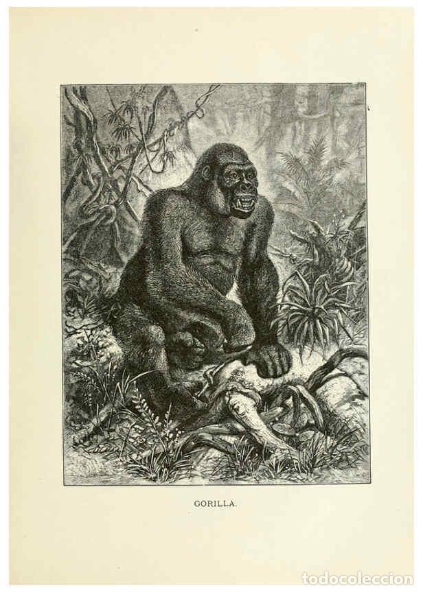 Collection Magazines and Newspapers: Reproducci&oacute;n/Reproduction 6076974156: Our living world. v.1. New York :S. Hess,[1885] - John George