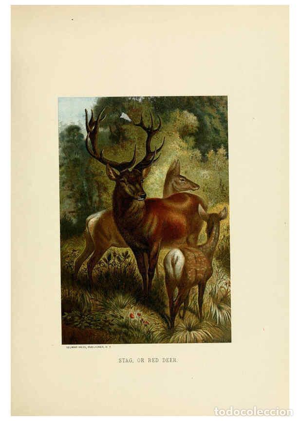 Collection Magazines and Newspapers: Reproducci&oacute;n/Reproduction 6076985908: Our living world. v.1. New York :S. Hess,[1885] - John George