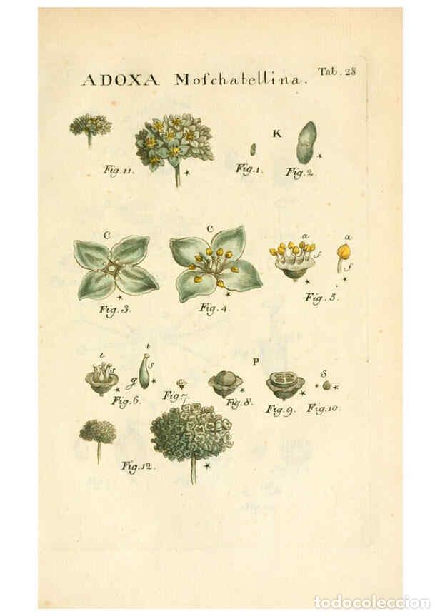 Collection Magazines and Newspapers: Reproducci&oacute;n/Reproduction 6059658004: Illustratio systematis sexualis Linnaeani Francofurti ad Moenu