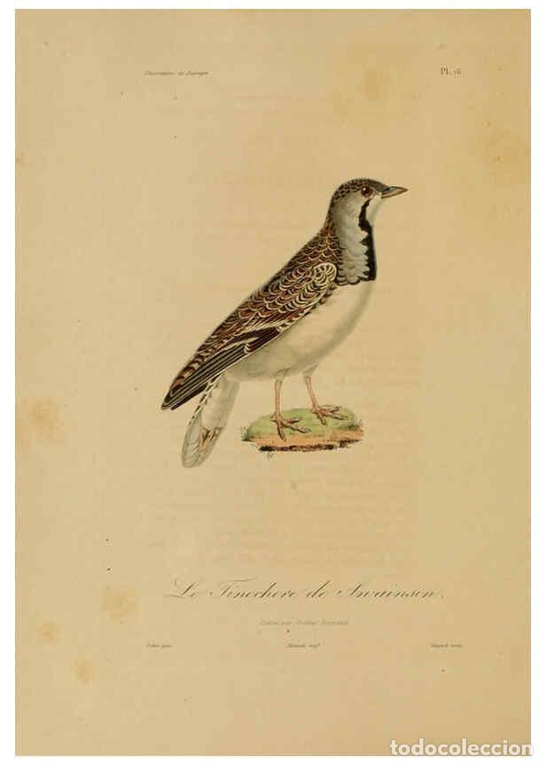 Collection Magazines and Newspapers: Reproducci&oacute;n/Reproduction 6056478276: Illustrations de zoologie Paris,A. Bertrand[1832-35?] - R.P. L