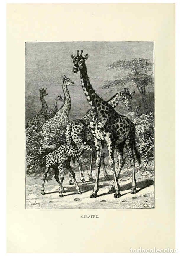 Collection Magazines and Newspapers: Reproducci&oacute;n/Reproduction 6076985676: Our living world. v.1. New York :S. Hess,[1885] - John George