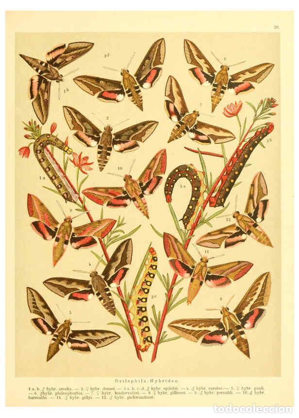 Coleccionismo de Revistas y Peri&oacute;dicos: Reproducci&oacute;n/Reproduction 6059076416: Fr. Berge's Schmetterlingsbuch nach dem gegenw&auml;rtigen Stande d