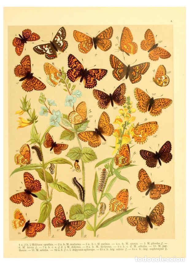 Coleccionismo de Revistas y Peri&oacute;dicos: Reproducci&oacute;n/Reproduction 6059074304: Fr. Berge's Schmetterlingsbuch nach dem gegenw&auml;rtigen Stande d