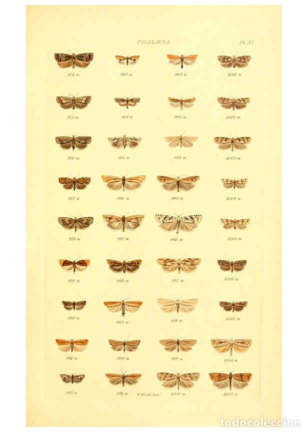 Colecionismo de Revistas e Jornais: Reproducci&oacute;n/Reproduction 6055595465: Index entomologicus London :William Wood,1839 - William Wood