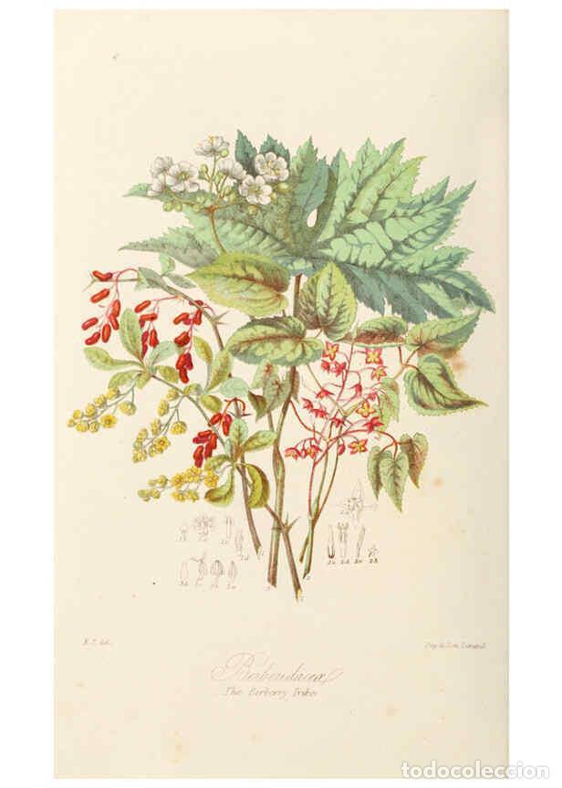 Colecionismo de Revistas e Jornais: Reproducci&oacute;n/Reproduction 6058479361: Illustrations of the natural orders of plants with groups and