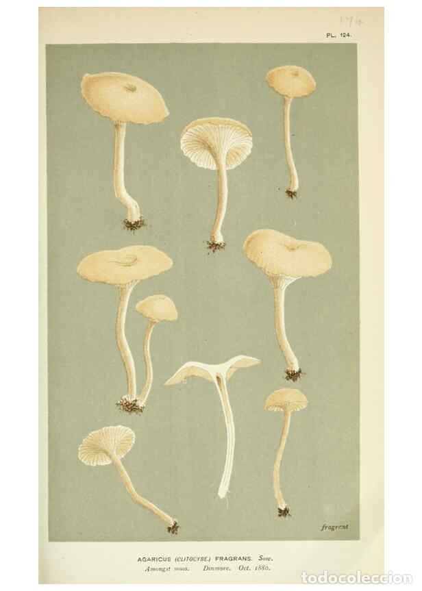 Collectionnisme de Revues et Journaux: Reproducci&oacute;n/Reproduction 6056198050: Illustrations of British fungi (Hymenomycetes) London,Williams