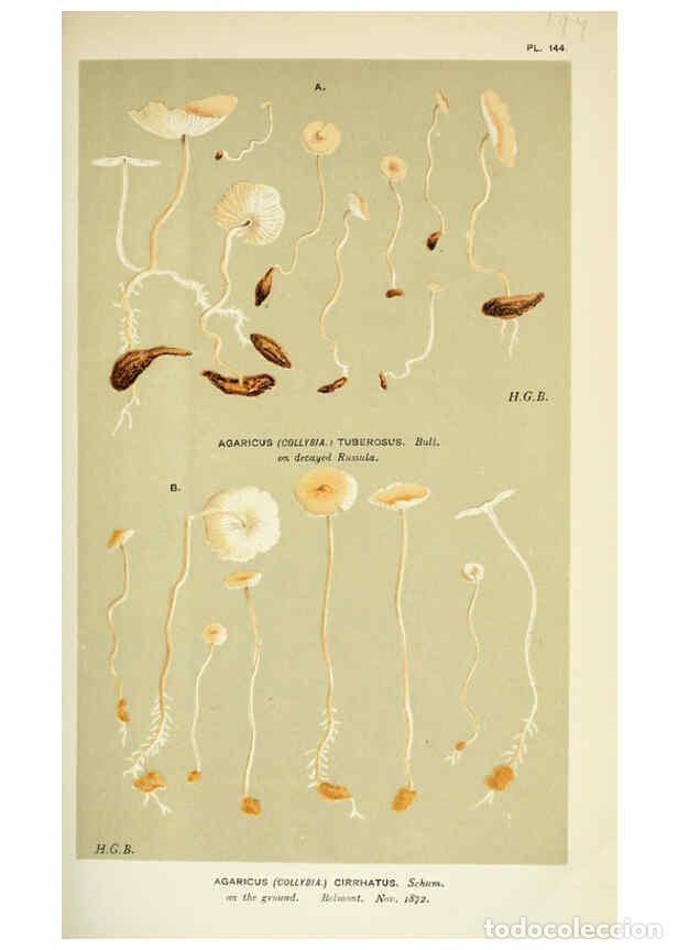 Collectionnisme de Revues et Journaux: Reproducci&oacute;n/Reproduction 6055657403: Illustrations of British fungi (Hymenomycetes) London,Williams