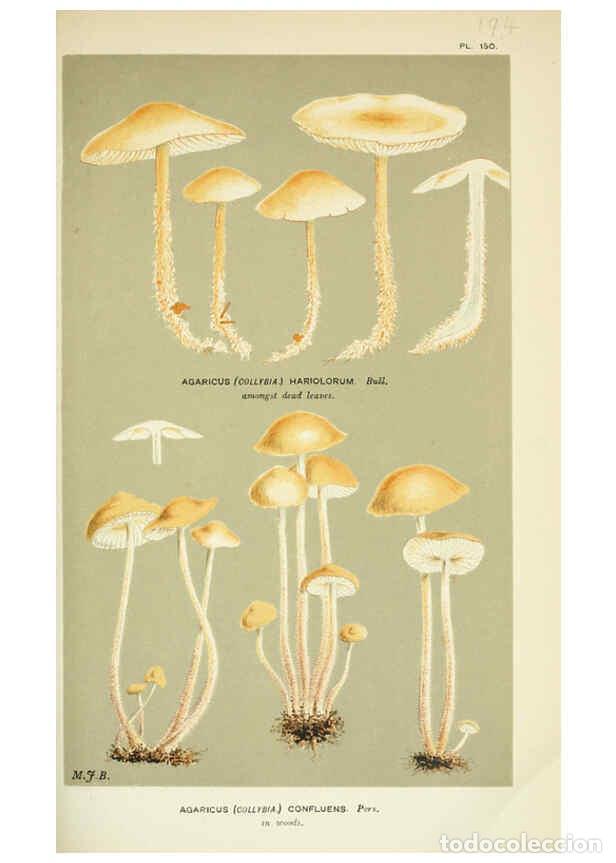 Collectionnisme de Revues et Journaux: Reproducci&oacute;n/Reproduction 6055656569: Illustrations of British fungi (Hymenomycetes) London,Williams