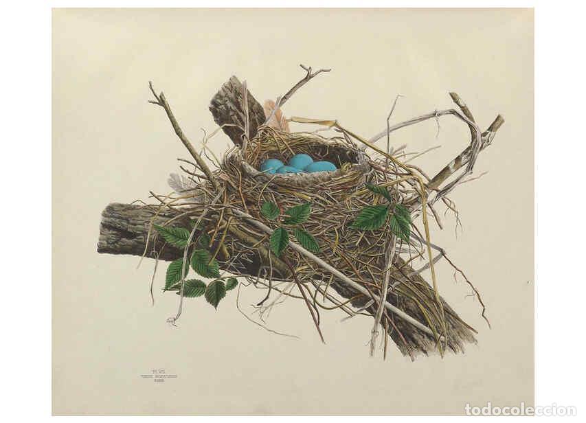 Collectionnisme de Revues et Journaux: Reproducci&oacute;n/Reproduction 6055535705: Illustrations of the nests and eggs of birds of Ohio. v.1. Cir