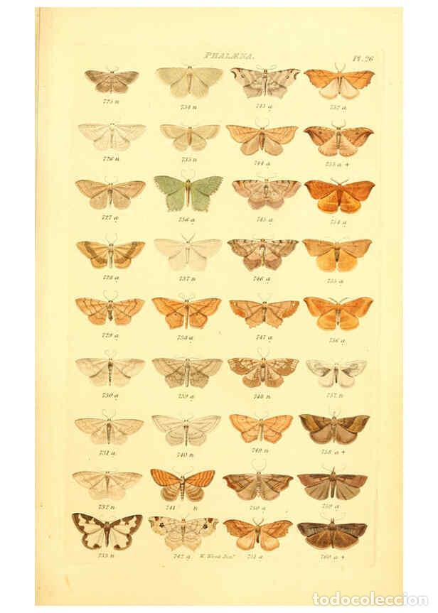 Collectionnisme de Revues et Journaux: Reproducci&oacute;n/Reproduction 6056140376: Index entomologicus London :William Wood,1839 - William Wood