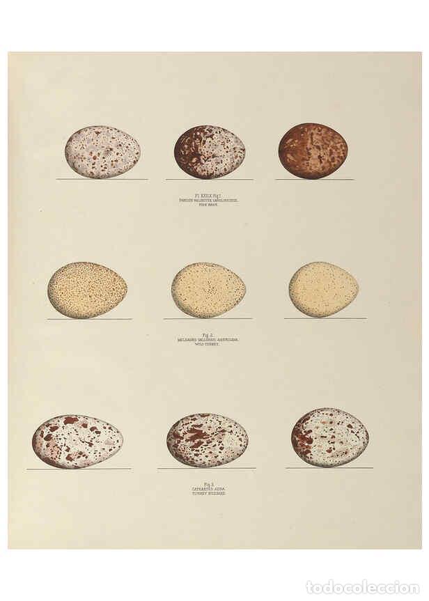 Collectionnisme de Revues et Journaux: Reproducci&oacute;n/Reproduction 6055542551: Illustrations of the nests and eggs of birds of Ohio. v.1. Cir