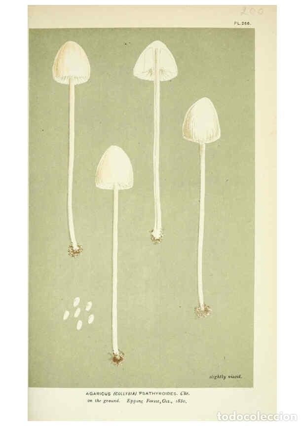 Colecionismo de Revistas e Jornais: Reproducci&oacute;n/Reproduction 6055658015: Illustrations of British fungi (Hymenomycetes) London,Williams