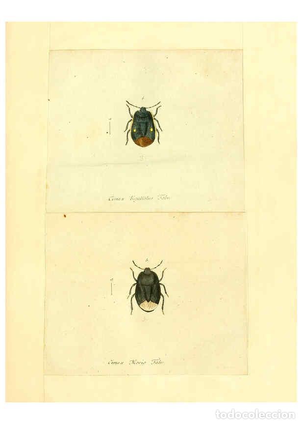 Colecionismo de Revistas e Jornais: Reproducci&oacute;n/Reproduction 6055740493: Faunae insectorum Germanicae initia Nuremberg :Felsecker,1792-