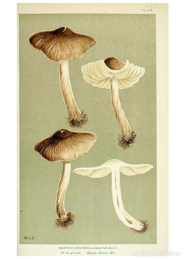 Coleccionismo de Revistas y Peri&oacute;dicos: Reproducci&oacute;n/Reproduction 6055661101: Illustrations of British fungi (Hymenomycetes) London,Williams