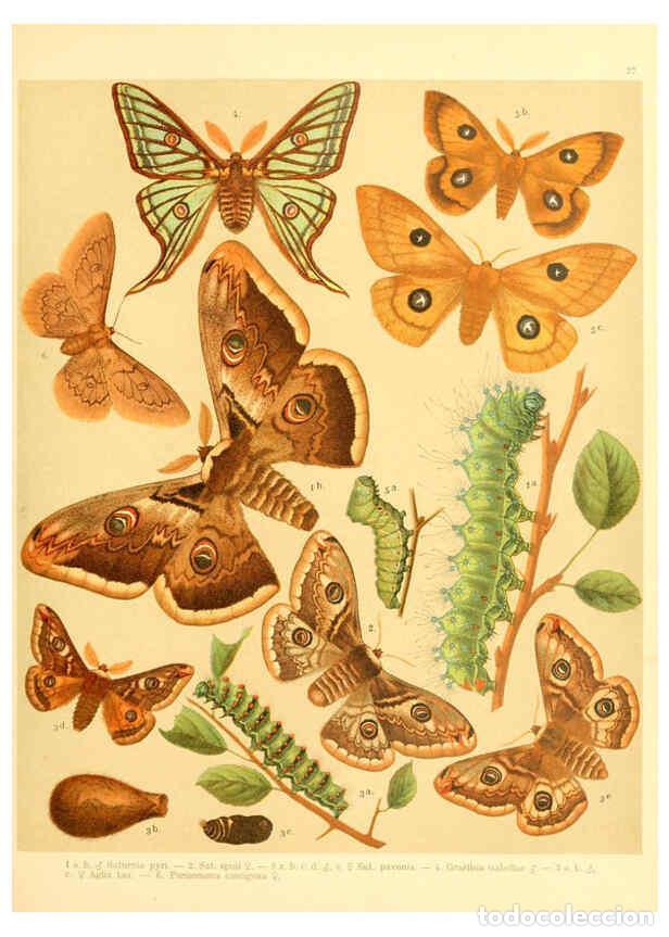 Coleccionismo de Revistas y Peri&oacute;dicos: Reproducci&oacute;n/Reproduction 6058529373: Fr. Berge's Schmetterlingsbuch nach dem gegenw&auml;rtigen Stande d