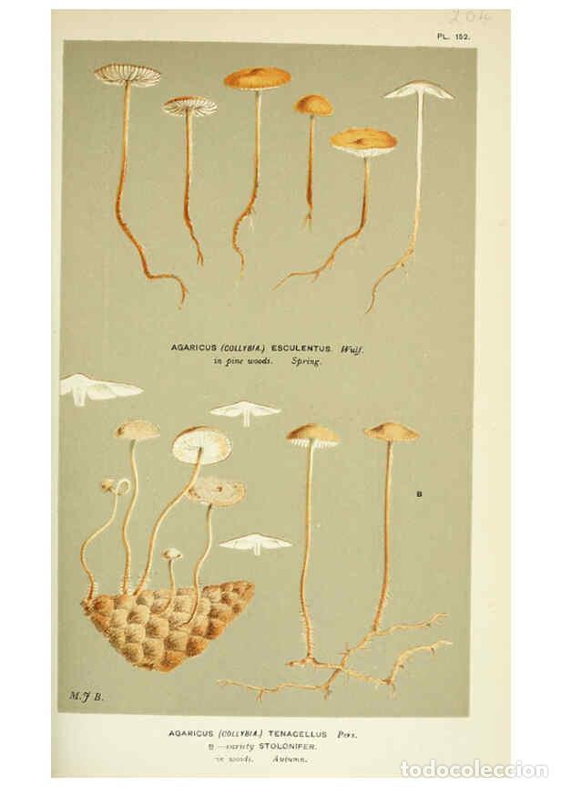 Coleccionismo de Revistas y Peri&oacute;dicos: Reproducci&oacute;n/Reproduction 6055659019: Illustrations of British fungi (Hymenomycetes) London,Williams