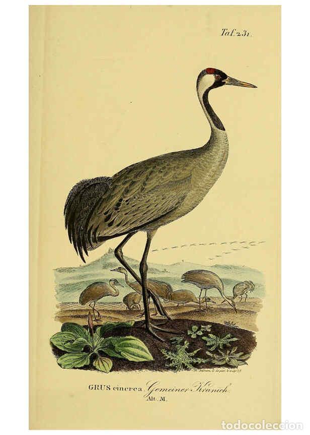 Colecionismo de Revistas e Jornais: Reproducci&oacute;n/Reproduction 6059449192: Johann Andreas Naumann's ... Naturgeschichte der V&ouml;gel Deutsch