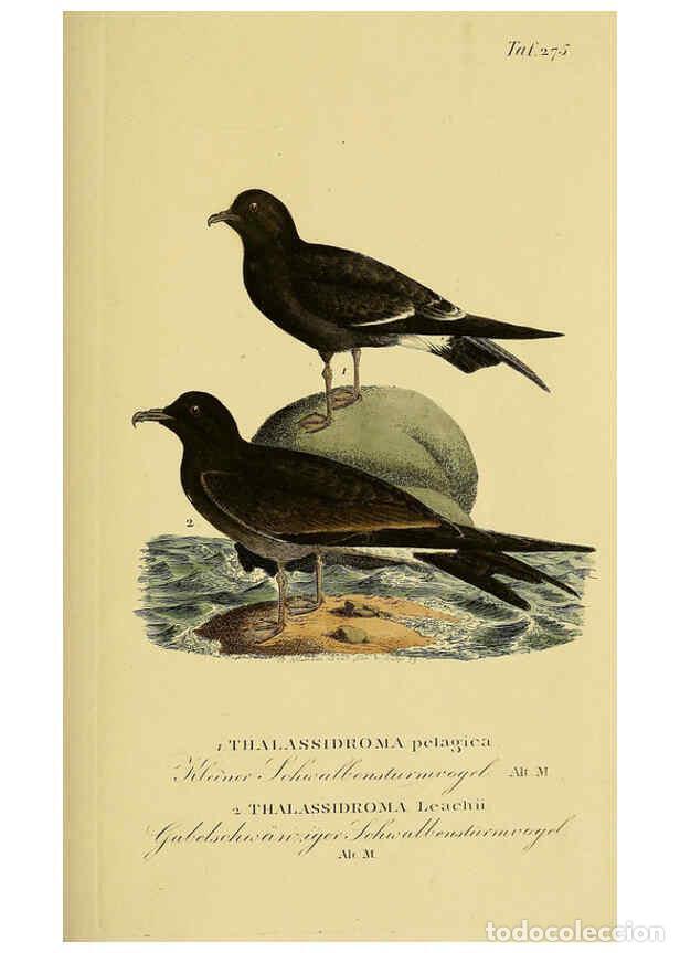 Colecionismo de Revistas e Jornais: Reproducci&oacute;n/Reproduction 6058916713: Johann Andreas Naumann's ... Naturgeschichte der V&ouml;gel Deutsch