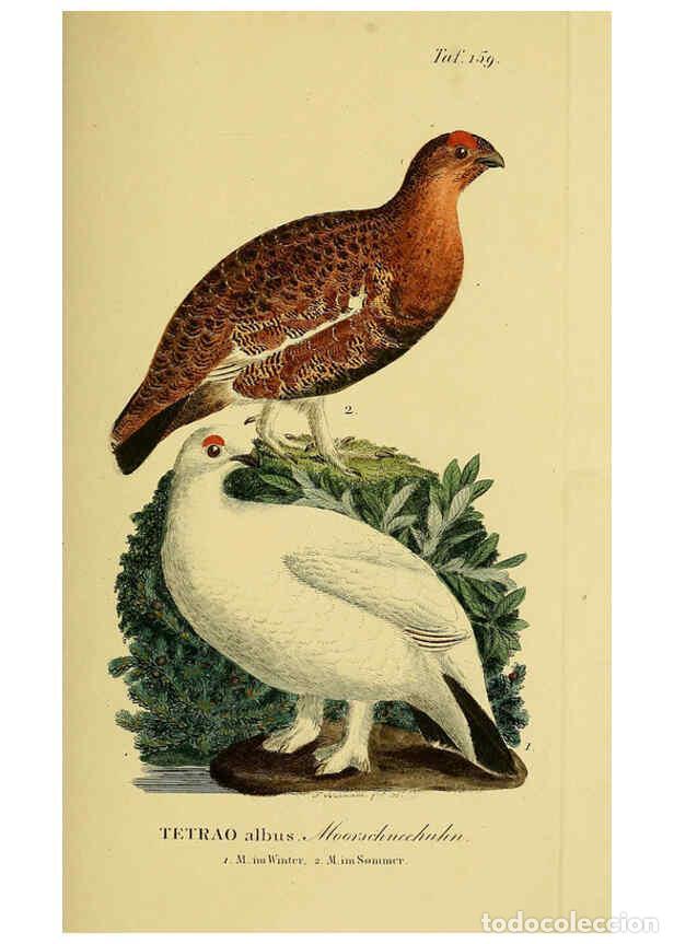 Coleccionismo de Revistas y Peri&oacute;dicos: Reproducci&oacute;n/Reproduction 6058876369: Johann Andreas Naumann's ... Naturgeschichte der V&ouml;gel Deutsch