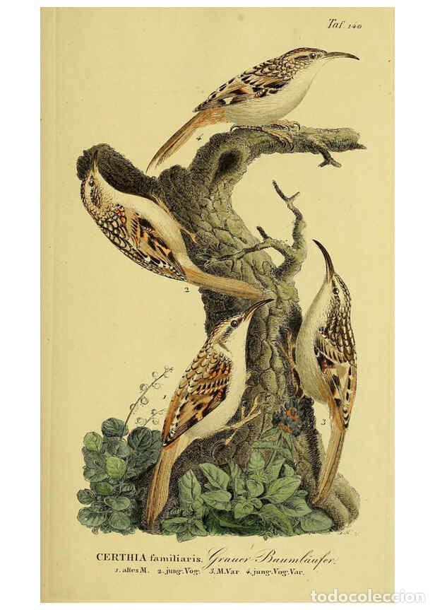 Coleccionismo de Revistas y Peri&oacute;dicos: Reproducci&oacute;n/Reproduction 6059417204: Johann Andreas Naumann's ... Naturgeschichte der V&ouml;gel Deutsch